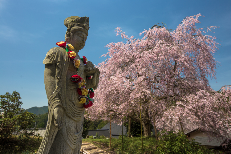 京北の桜を求めて_e0051888_483643.jpg