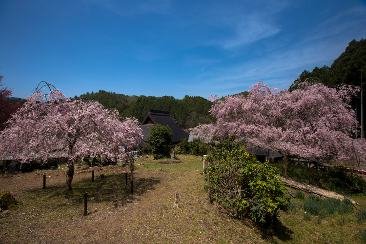 京北の桜を求めて_e0051888_484911.jpg