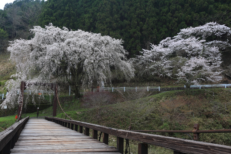 京北の桜を求めて_e0051888_48974.jpg