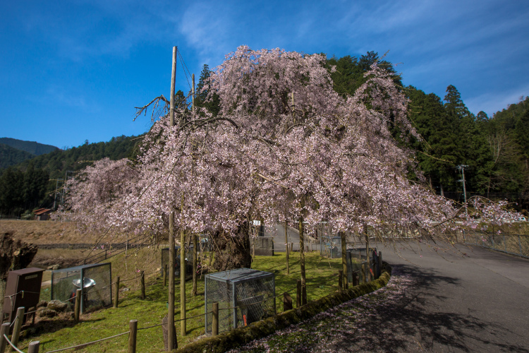 京北の桜を求めて_e0051888_49235.jpg