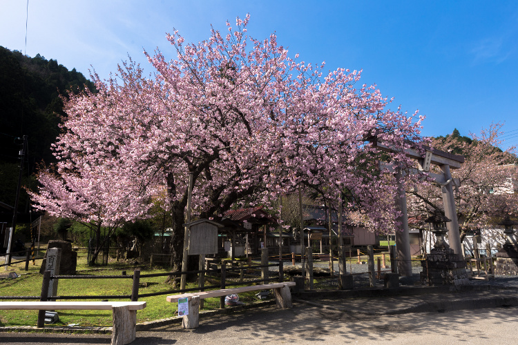 京北の桜を求めて_e0051888_492951.jpg