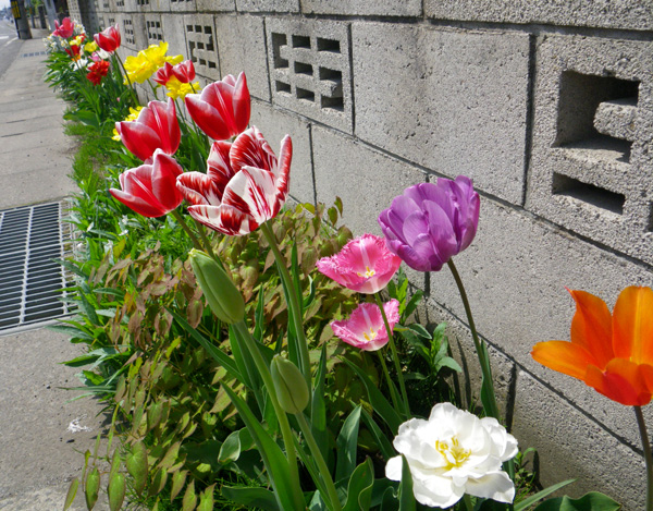 小さな花壇に、チューリップが賑やか~~♪_a0136293_16334611.jpg