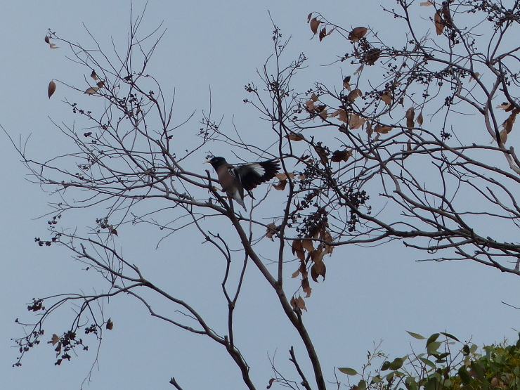 野鳥もデカい_c0324393_18510870.jpg