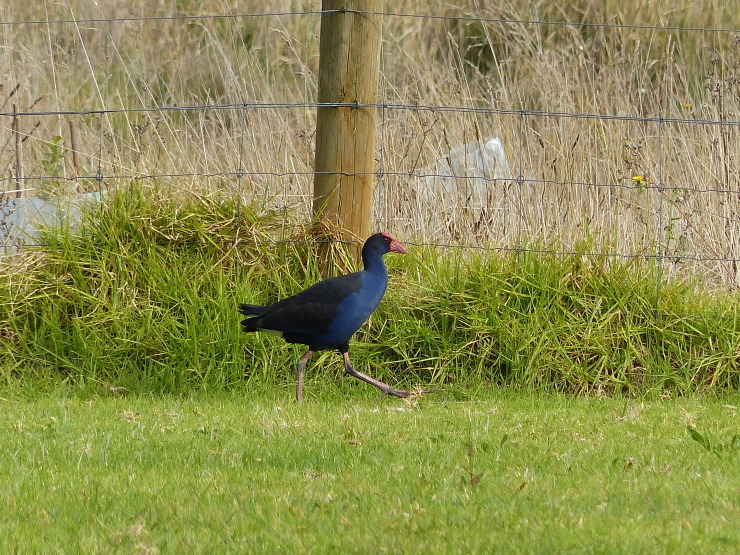 野鳥もデカい_c0324393_18554327.jpg