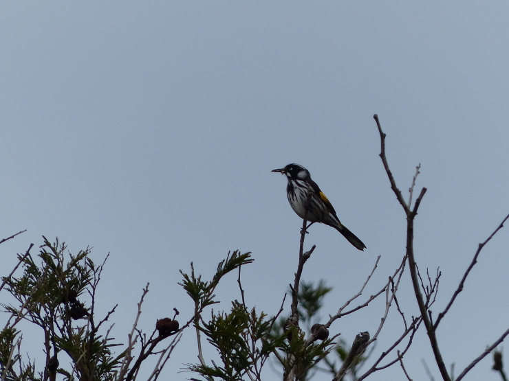 野鳥もデカい_c0324393_18561303.jpg