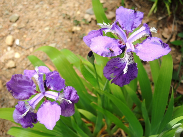 もう初夏の様子？＠仙台市野草園_f0100593_17090829.jpg