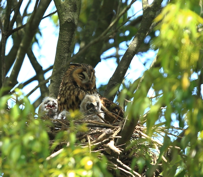 トラフズクさん親子に出逢う！_c0319902_17244585.jpg