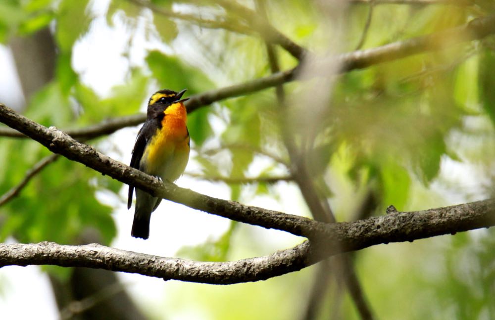 若葉の中でお山の鳥達、キビタキほか、気持ちよさそうです。_d0148902_3352461.jpg