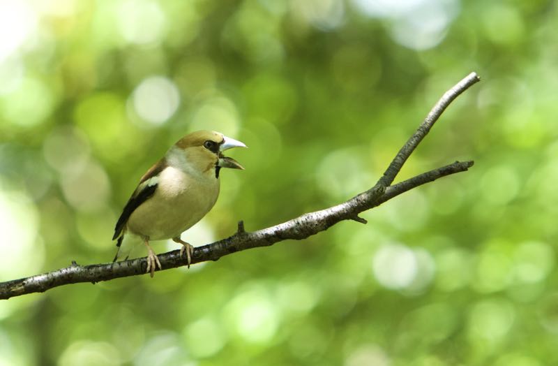 若葉の中でお山の鳥達、キビタキほか、気持ちよさそうです。_d0148902_3391214.jpg