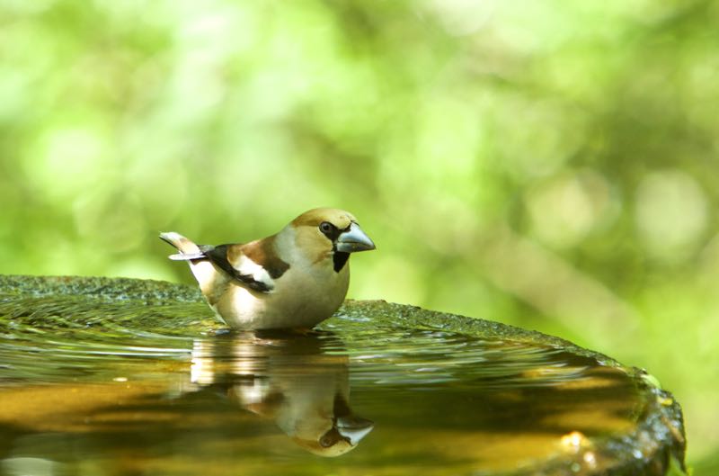 若葉の中でお山の鳥達、キビタキほか、気持ちよさそうです。_d0148902_3393024.jpg