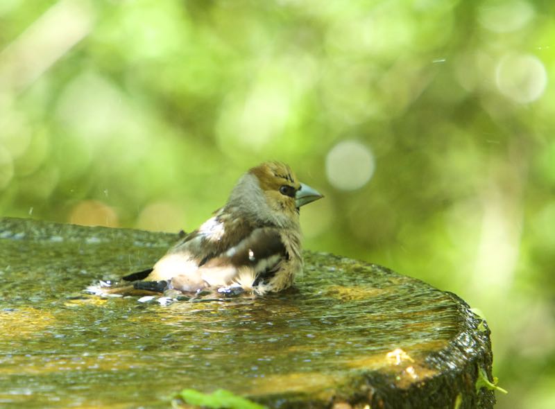 若葉の中でお山の鳥達、キビタキほか、気持ちよさそうです。_d0148902_3395082.jpg