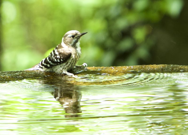 若葉の中でお山の鳥達、キビタキほか、気持ちよさそうです。_d0148902_3414265.jpg