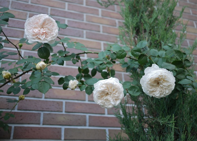 e0163202_212641100.jpg
