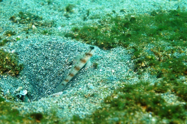 c0368903_08204175.jpg