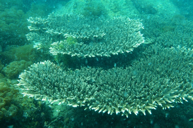 20150329錦江湾(桜島)(その１)_c0368903_08221793.jpg