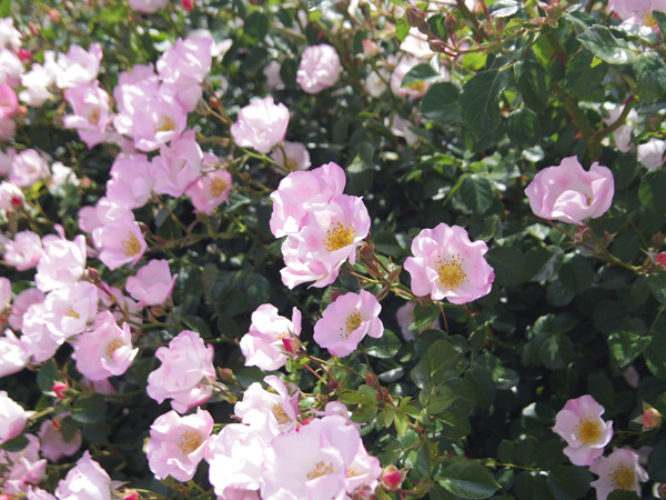 薔薇満開の花フェスタ(岐阜)にご一緒しませんか?_a0139105_5405473.jpg