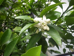 c0280206_5395448.jpg