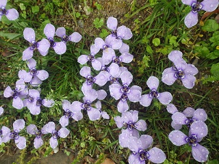 c0280206_5535441.jpg