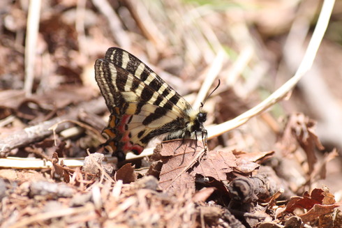 群馬            　　　　　 ヒメギフチョウ産卵2015/05/02_d0251807_6534468.jpg