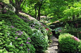 大興善寺・つつじ寺 （佐賀県基山町）_a0042310_11414334.jpg