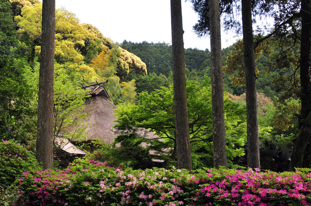 大興善寺・つつじ寺 （佐賀県基山町）_a0042310_1216353.jpg