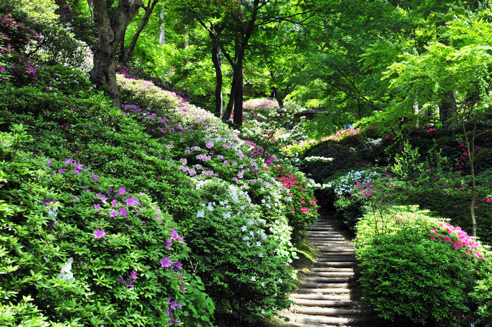 大興善寺・つつじ寺 （佐賀県基山町）_a0042310_12251224.jpg