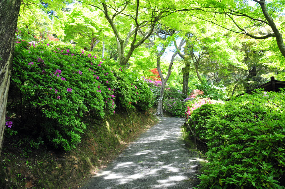 大興善寺・つつじ寺 （佐賀県基山町）_a0042310_12254328.jpg