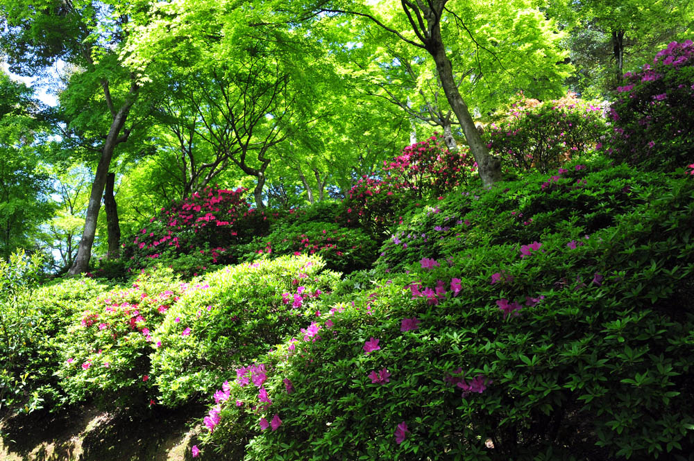 大興善寺・つつじ寺 （佐賀県基山町）_a0042310_12255992.jpg