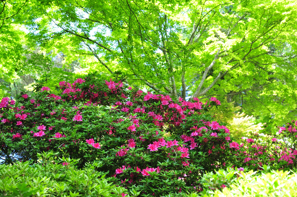 大興善寺・つつじ寺 （佐賀県基山町）_a0042310_12261775.jpg