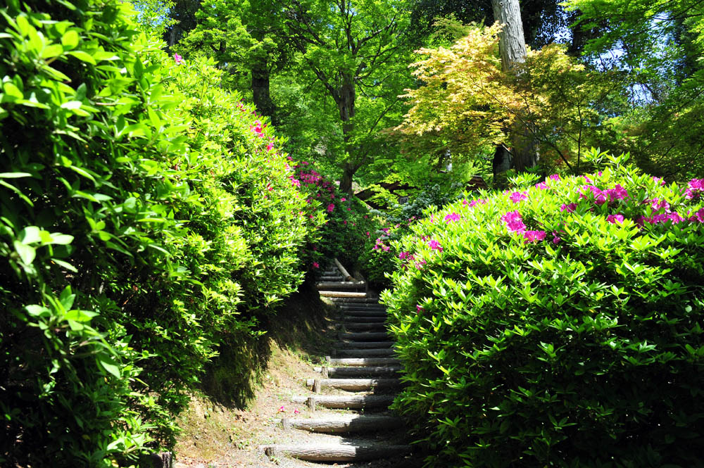 大興善寺・つつじ寺 （佐賀県基山町）_a0042310_12273240.jpg