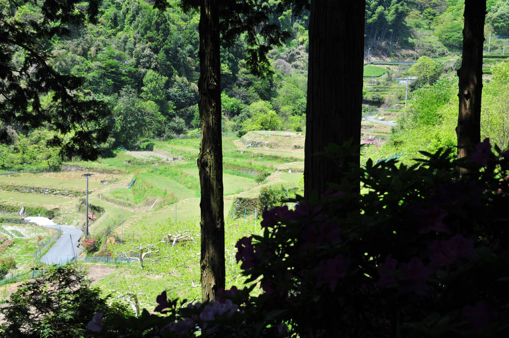 大興善寺・つつじ寺 （佐賀県基山町）_a0042310_12274958.jpg