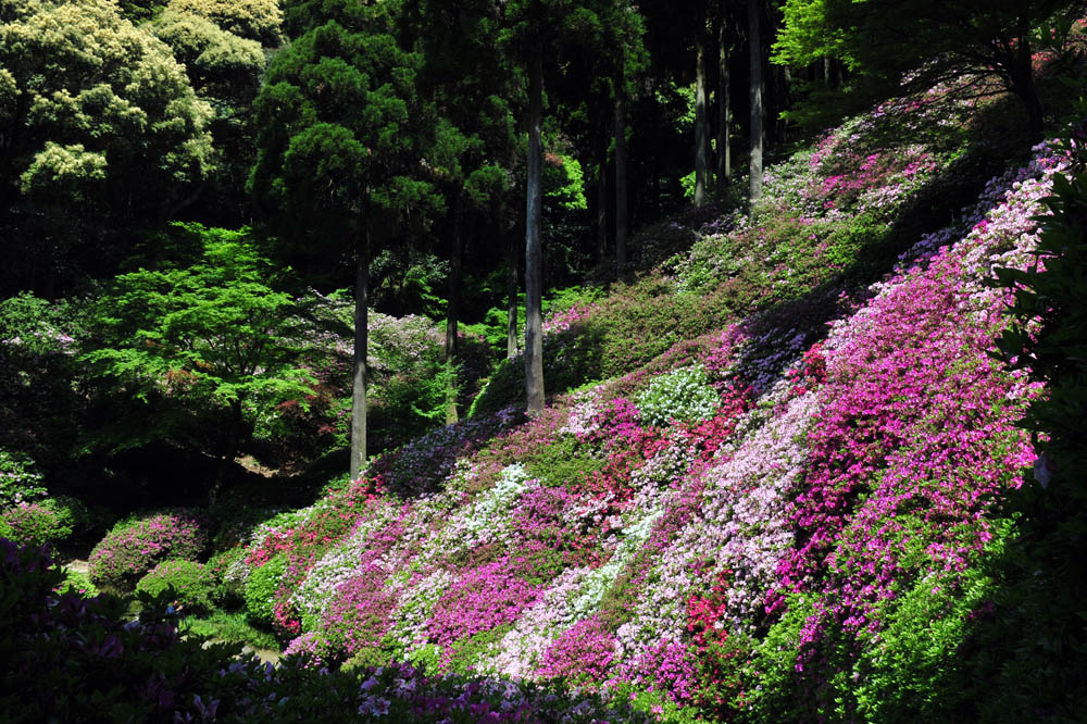 大興善寺・つつじ寺 （佐賀県基山町）_a0042310_12284191.jpg