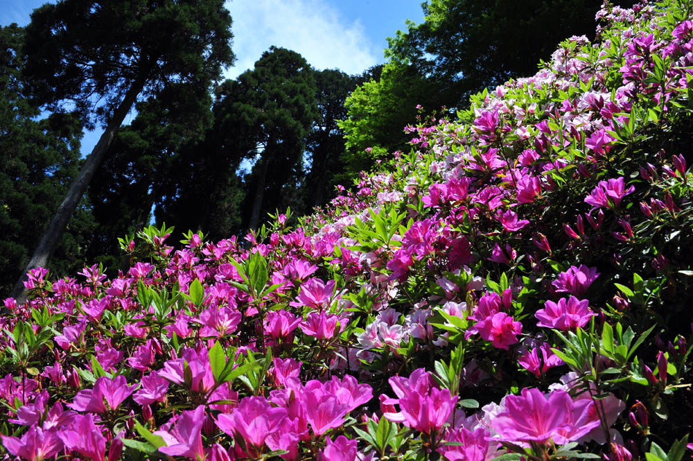 大興善寺・つつじ寺 （佐賀県基山町）_a0042310_1229457.jpg