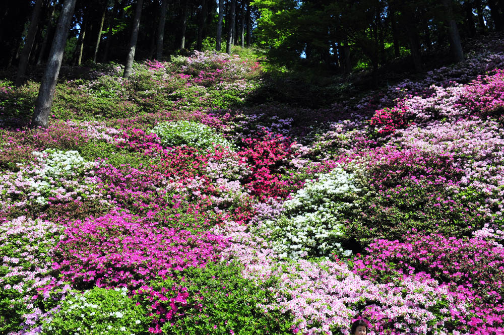 大興善寺・つつじ寺 （佐賀県基山町）_a0042310_12295964.jpg