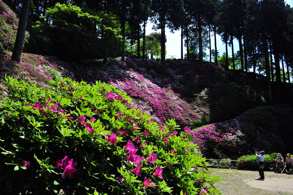 大興善寺・つつじ寺 （佐賀県基山町）_a0042310_12303891.jpg