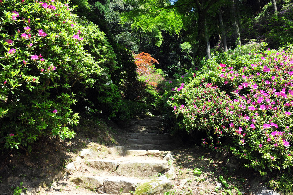 大興善寺・つつじ寺 （佐賀県基山町）_a0042310_123142.jpg