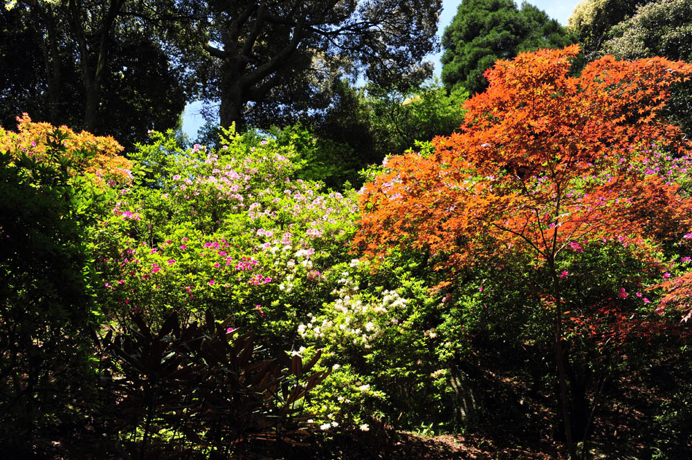 大興善寺・つつじ寺 (佐賀県基山町)_a0042310_12315779.jpg