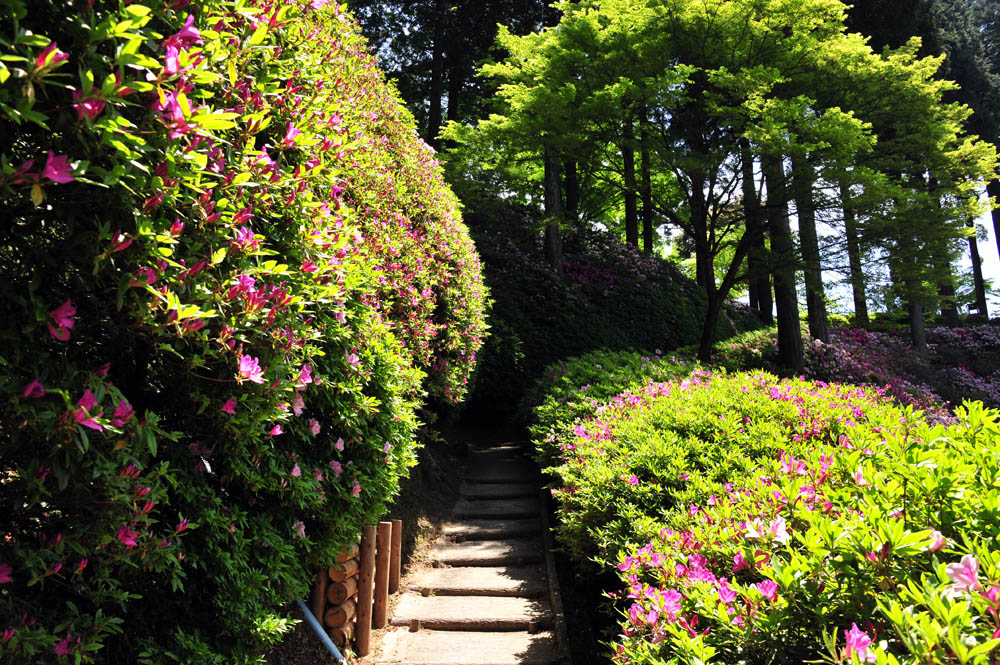 大興善寺・つつじ寺 （佐賀県基山町）_a0042310_1232137.jpg