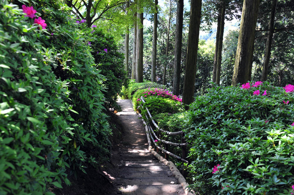 大興善寺・つつじ寺 （佐賀県基山町）_a0042310_1232278.jpg