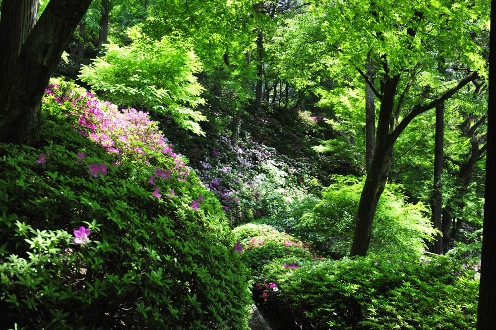 大興善寺・つつじ寺 (佐賀県基山町)_a0042310_12334643.jpg