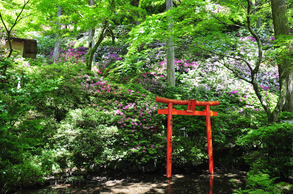 大興善寺・つつじ寺 (佐賀県基山町)_a0042310_12341243.jpg