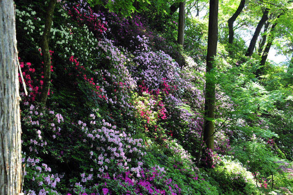 大興善寺・つつじ寺 （佐賀県基山町）_a0042310_12361833.jpg