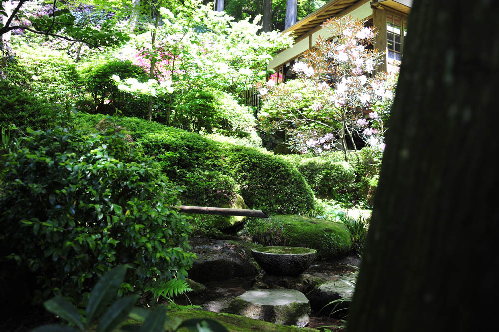 大興善寺・つつじ寺 （佐賀県基山町）_a0042310_12373053.jpg