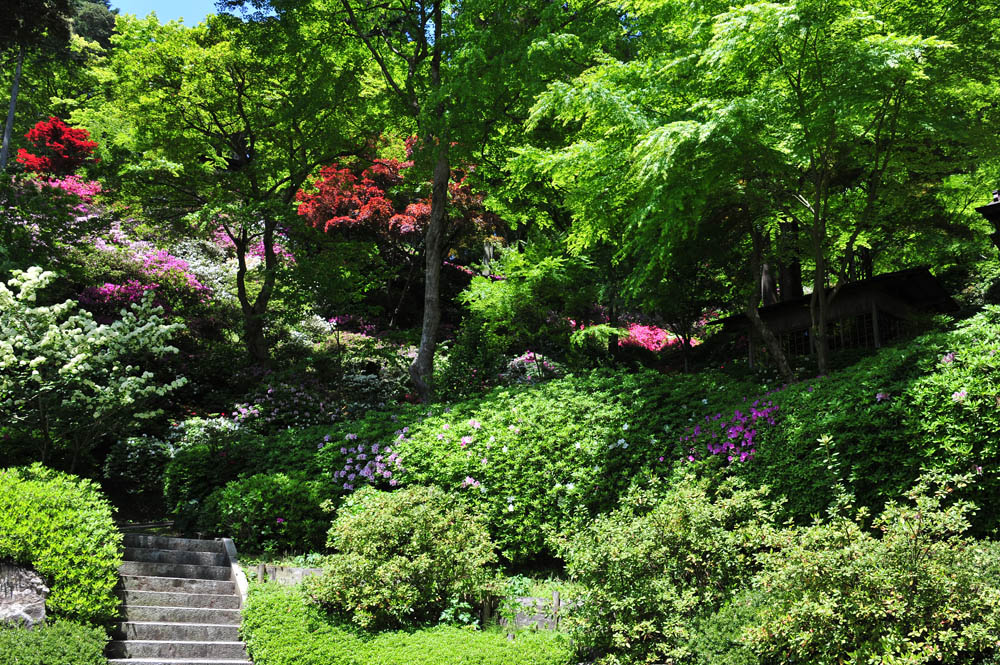 大興善寺・つつじ寺 （佐賀県基山町）_a0042310_1238930.jpg