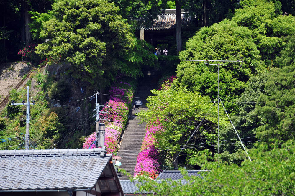 大興善寺・つつじ寺 （佐賀県基山町）_a0042310_1295860.jpg