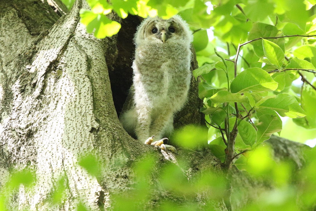 フクロウの雛のお立ち台　その２_f0239515_9123940.jpg