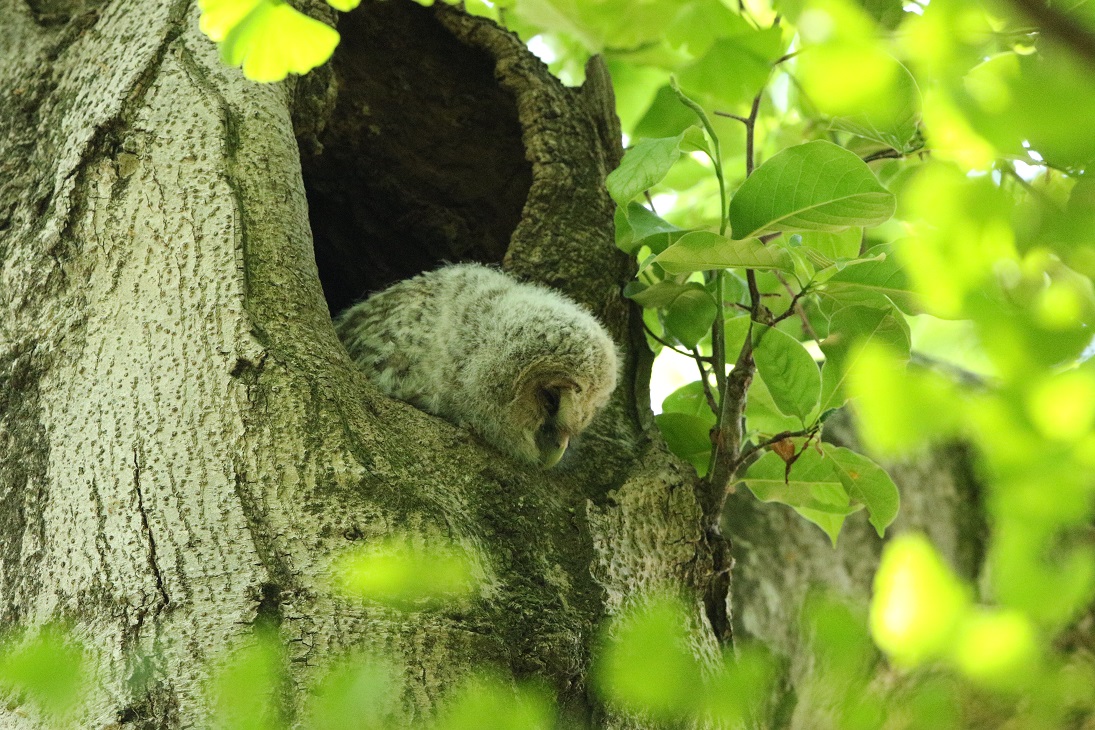 フクロウの雛のお立ち台　その２_f0239515_9231846.jpg