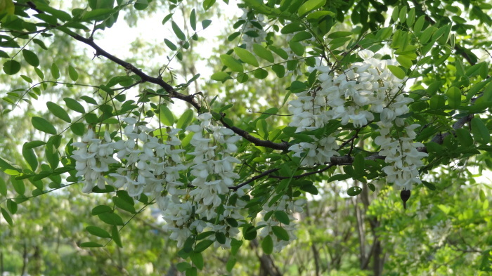 5月の風_b0290816_11254396.jpg