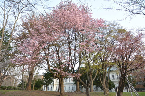 2015年4月 『春、爆発』 April 2015 \"Spring explosion\"_c0219616_16245418.jpg