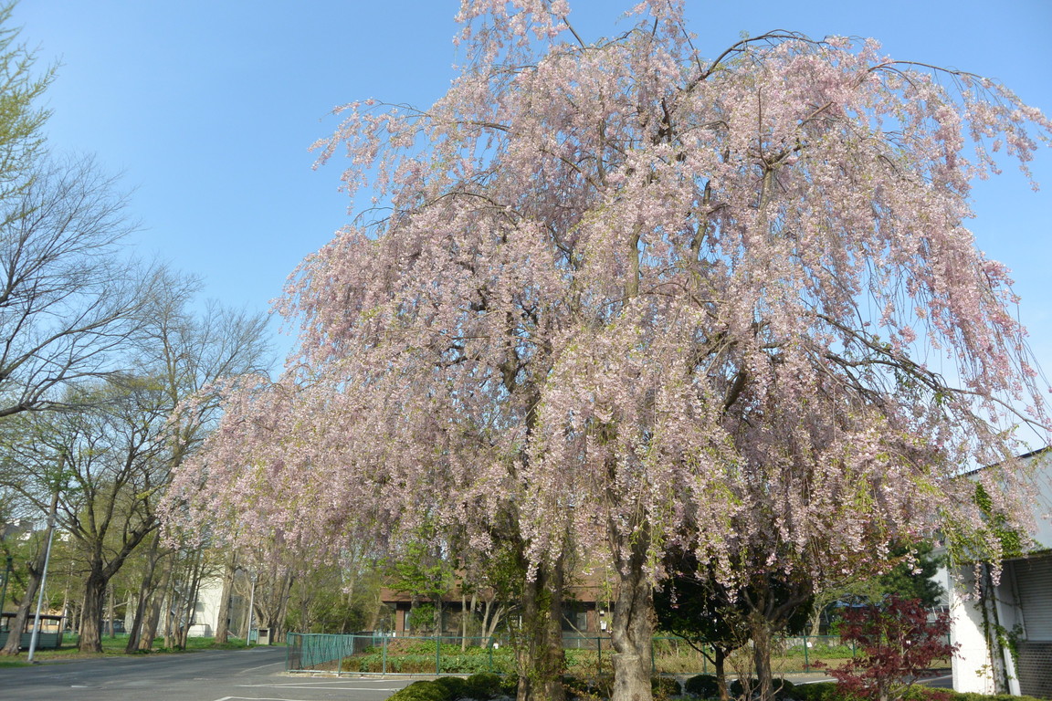 2015年4月 『春、爆発』 April 2015 \"Spring explosion\"_c0219616_1627545.jpg